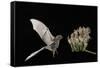 Lesser Long-Nosed Bat (Leptonycteris Curasoae) Flying-Rolf Nussbaumer-Framed Stretched Canvas