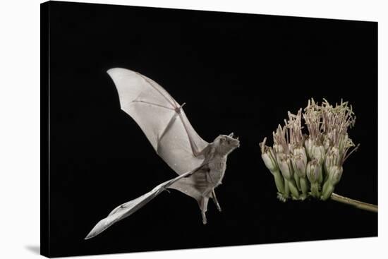 Lesser Long-Nosed Bat (Leptonycteris Curasoae) Flying-Rolf Nussbaumer-Stretched Canvas