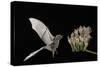 Lesser Long-Nosed Bat (Leptonycteris Curasoae) Flying-Rolf Nussbaumer-Stretched Canvas