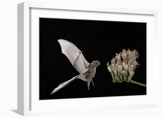 Lesser Long-Nosed Bat (Leptonycteris Curasoae) Flying-Rolf Nussbaumer-Framed Photographic Print