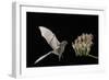 Lesser Long-Nosed Bat (Leptonycteris Curasoae) Flying-Rolf Nussbaumer-Framed Photographic Print