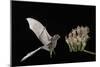 Lesser Long-Nosed Bat (Leptonycteris Curasoae) Flying-Rolf Nussbaumer-Mounted Photographic Print