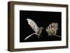 Lesser Long-Nosed Bat (Leptonycteris Curasoae) Flying-Rolf Nussbaumer-Framed Photographic Print