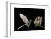 Lesser Long-Nosed Bat (Leptonycteris Curasoae) Flying-Rolf Nussbaumer-Framed Photographic Print