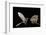 Lesser Long-Nosed Bat (Leptonycteris Curasoae) Flying-Rolf Nussbaumer-Framed Photographic Print