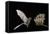 Lesser Long-Nosed Bat (Leptonycteris Curasoae) Flying-Rolf Nussbaumer-Framed Stretched Canvas