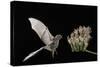 Lesser Long-Nosed Bat (Leptonycteris Curasoae) Flying-Rolf Nussbaumer-Stretched Canvas