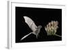 Lesser Long-Nosed Bat (Leptonycteris Curasoae) Flying-Rolf Nussbaumer-Framed Photographic Print