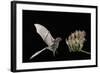 Lesser Long-Nosed Bat (Leptonycteris Curasoae) Flying-Rolf Nussbaumer-Framed Photographic Print