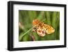 Lesser Marbled Fritillary, Blade of Grass-Harald Kroiss-Framed Premium Photographic Print