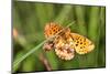 Lesser Marbled Fritillary, Blade of Grass-Harald Kroiss-Mounted Premium Photographic Print