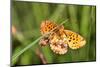 Lesser Marbled Fritillary, Blade of Grass-Harald Kroiss-Mounted Photographic Print