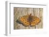 Lesser Marbled Fritillary on Wood, Weathered-Harald Kroiss-Framed Photographic Print