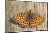 Lesser Marbled Fritillary on Wood, Weathered-Harald Kroiss-Mounted Photographic Print