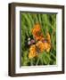 Lesser Marbled Fritillary-Harald Kroiss-Framed Photographic Print