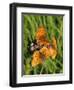 Lesser Marbled Fritillary-Harald Kroiss-Framed Photographic Print