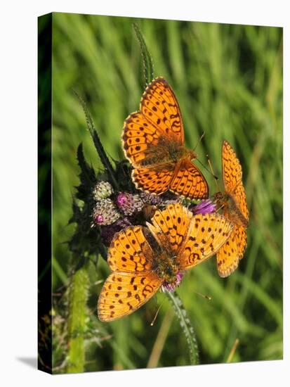 Lesser Marbled Fritillary-Harald Kroiss-Stretched Canvas