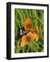 Lesser Marbled Fritillary-Harald Kroiss-Framed Photographic Print