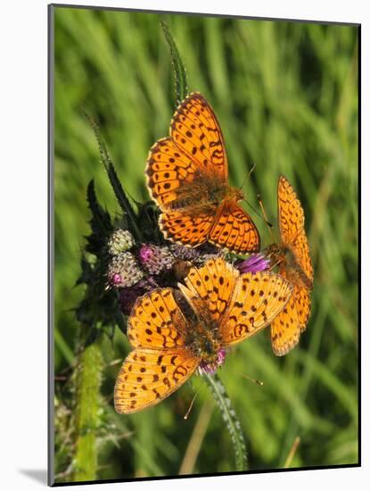 Lesser Marbled Fritillary-Harald Kroiss-Mounted Photographic Print