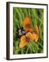 Lesser Marbled Fritillary-Harald Kroiss-Framed Photographic Print