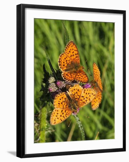 Lesser Marbled Fritillary-Harald Kroiss-Framed Photographic Print