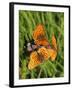 Lesser Marbled Fritillary-Harald Kroiss-Framed Photographic Print