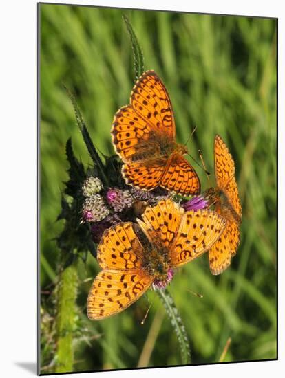 Lesser Marbled Fritillary-Harald Kroiss-Mounted Photographic Print