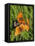 Lesser Marbled Fritillary-Harald Kroiss-Framed Stretched Canvas