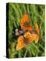 Lesser Marbled Fritillary-Harald Kroiss-Stretched Canvas