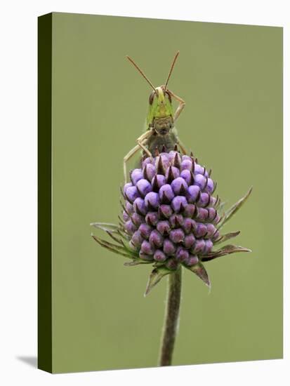 Lesser Marsh Grasshopper (Chorthippus albomarginatus) adult, with leg on head, Leicestershire-Matt Cole-Stretched Canvas