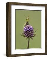 Lesser Marsh Grasshopper (Chorthippus albomarginatus) adult, with leg on head, Leicestershire-Matt Cole-Framed Photographic Print