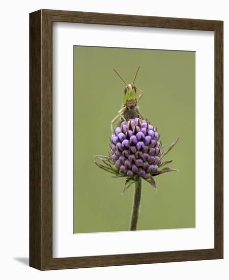 Lesser Marsh Grasshopper (Chorthippus albomarginatus) adult, with leg on head, Leicestershire-Matt Cole-Framed Photographic Print