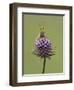 Lesser Marsh Grasshopper (Chorthippus albomarginatus) adult, with leg on head, Leicestershire-Matt Cole-Framed Photographic Print