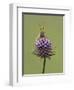 Lesser Marsh Grasshopper (Chorthippus albomarginatus) adult, with leg on head, Leicestershire-Matt Cole-Framed Photographic Print