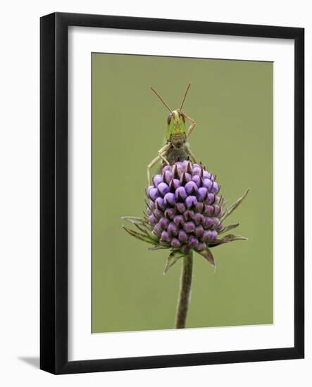 Lesser Marsh Grasshopper (Chorthippus albomarginatus) adult, with leg on head, Leicestershire-Matt Cole-Framed Photographic Print