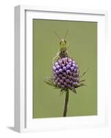 Lesser Marsh Grasshopper (Chorthippus albomarginatus) adult, with leg on head, Leicestershire-Matt Cole-Framed Photographic Print