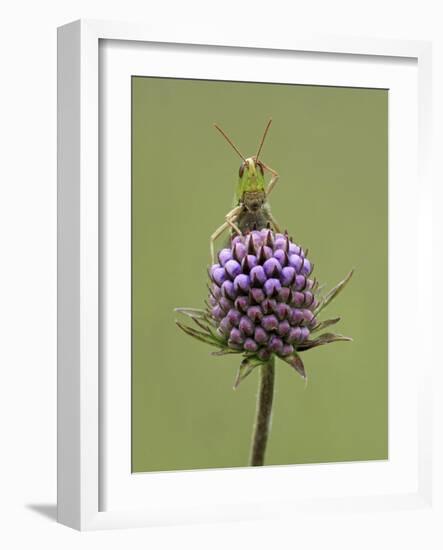 Lesser Marsh Grasshopper (Chorthippus albomarginatus) adult, with leg on head, Leicestershire-Matt Cole-Framed Photographic Print