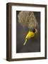 Lesser Masked Weaver (Ploceus Intermedius) Male at Nest Entrance-Neil Aldridge-Framed Photographic Print