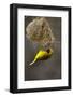 Lesser Masked Weaver (Ploceus Intermedius) Male at Nest Entrance-Neil Aldridge-Framed Photographic Print