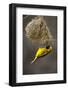 Lesser Masked Weaver (Ploceus Intermedius) Male at Nest Entrance-Neil Aldridge-Framed Photographic Print