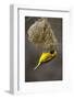 Lesser Masked Weaver (Ploceus Intermedius) Male at Nest Entrance-Neil Aldridge-Framed Photographic Print