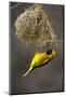 Lesser Masked Weaver (Ploceus Intermedius) Male at Nest Entrance-Neil Aldridge-Mounted Photographic Print