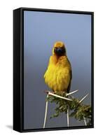 Lesser Masked Weaver (Ploceus Intermedius), Ngorongoro Crater, Tanzania, East Africa, Africa-James Hager-Framed Stretched Canvas