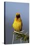 Lesser Masked Weaver (Ploceus Intermedius), Ngorongoro Crater, Tanzania, East Africa, Africa-James Hager-Stretched Canvas
