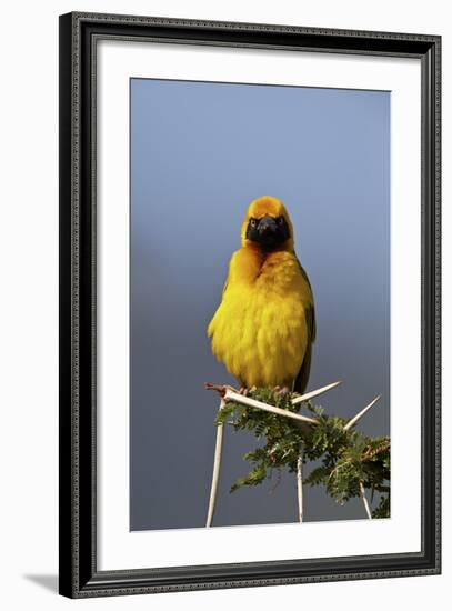 Lesser Masked Weaver (Ploceus Intermedius), Ngorongoro Crater, Tanzania, East Africa, Africa-James Hager-Framed Photographic Print