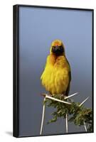 Lesser Masked Weaver (Ploceus Intermedius), Ngorongoro Crater, Tanzania, East Africa, Africa-James Hager-Framed Photographic Print