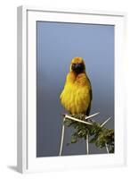 Lesser Masked Weaver (Ploceus Intermedius), Ngorongoro Crater, Tanzania, East Africa, Africa-James Hager-Framed Photographic Print