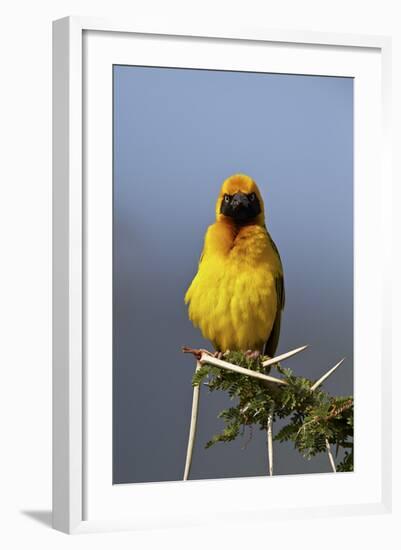 Lesser Masked Weaver (Ploceus Intermedius), Ngorongoro Crater, Tanzania, East Africa, Africa-James Hager-Framed Photographic Print