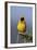 Lesser Masked Weaver (Ploceus Intermedius), Ngorongoro Crater, Tanzania, East Africa, Africa-James Hager-Framed Photographic Print