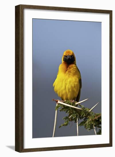 Lesser Masked Weaver (Ploceus Intermedius), Ngorongoro Crater, Tanzania, East Africa, Africa-James Hager-Framed Photographic Print